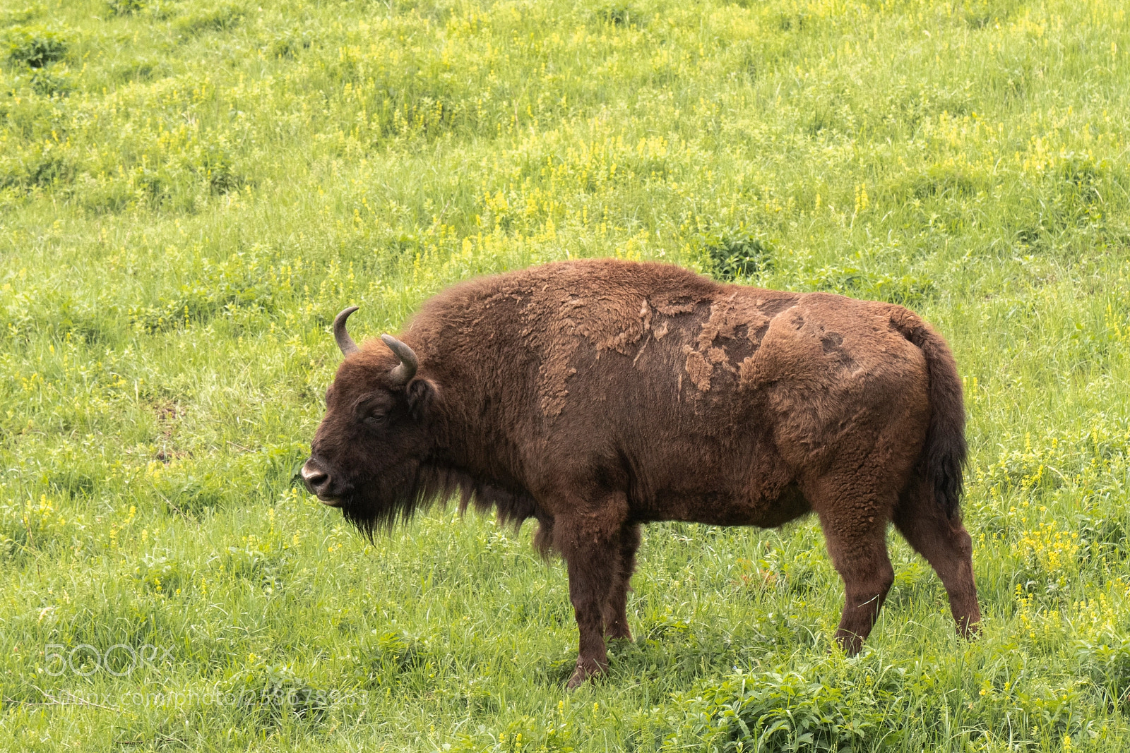 Panasonic Lumix DC-GH5 sample photo. Wild2 photography