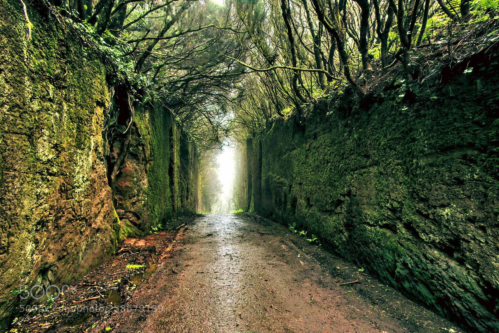 Fujifilm X-T20 sample photo. Mysterious path in tenerife photography