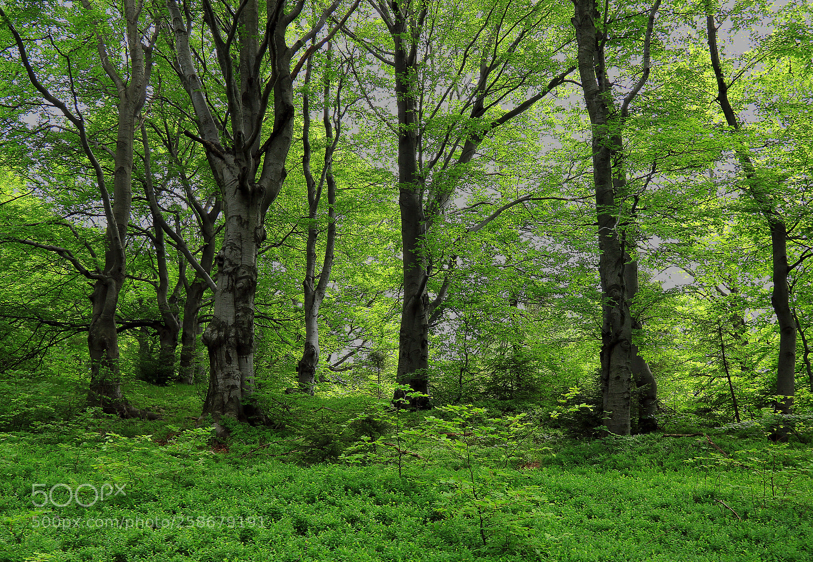 Canon EOS 7D Mark II sample photo. Mysterious forest photography