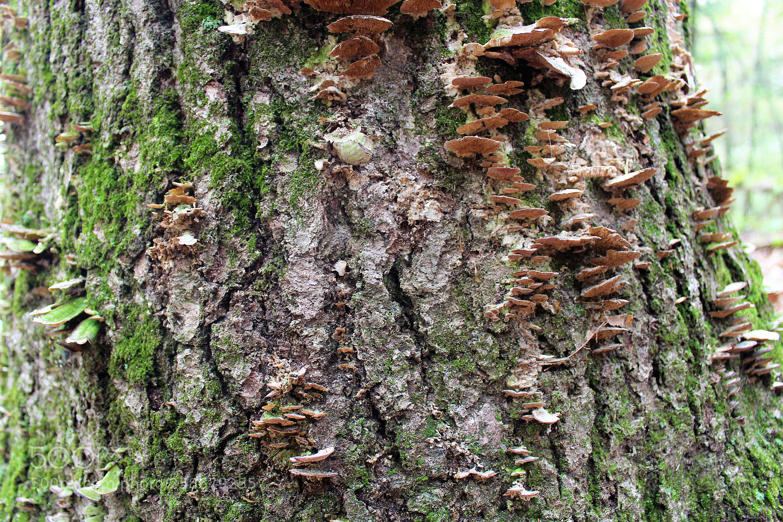 Canon EOS 1300D (EOS Rebel T6 / EOS Kiss X80) sample photo. Turkeytailmushroom photography