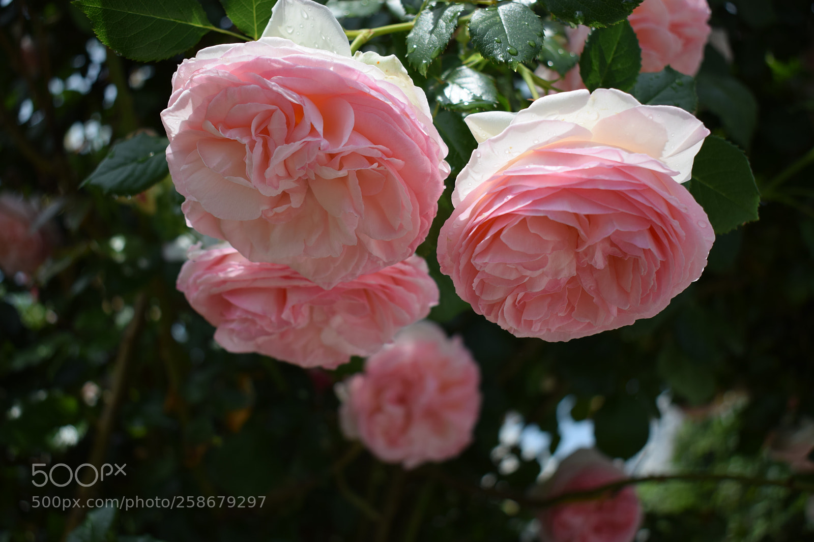 Nikon D5300 sample photo. Dsc photography