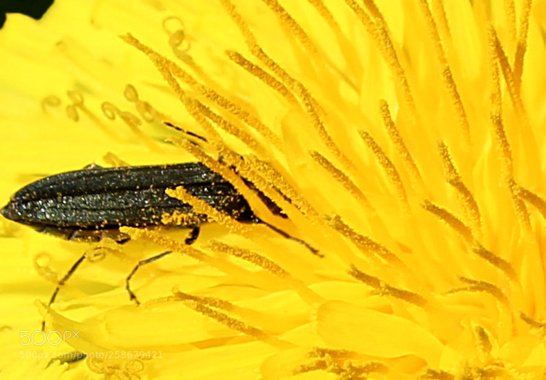 Canon EOS 1300D (EOS Rebel T6 / EOS Kiss X80) sample photo. A beetle in the photography