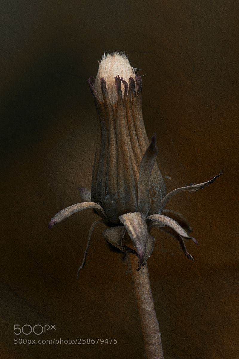 Nikon D800 sample photo. Dandelion photography