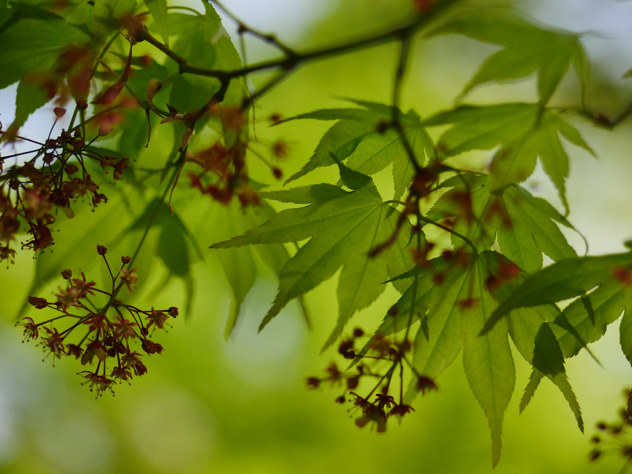 Panasonic Lumix DC-GX850 (Lumix DC-GX800 / Lumix DC-GF9) sample photo. Momiji flowers photography