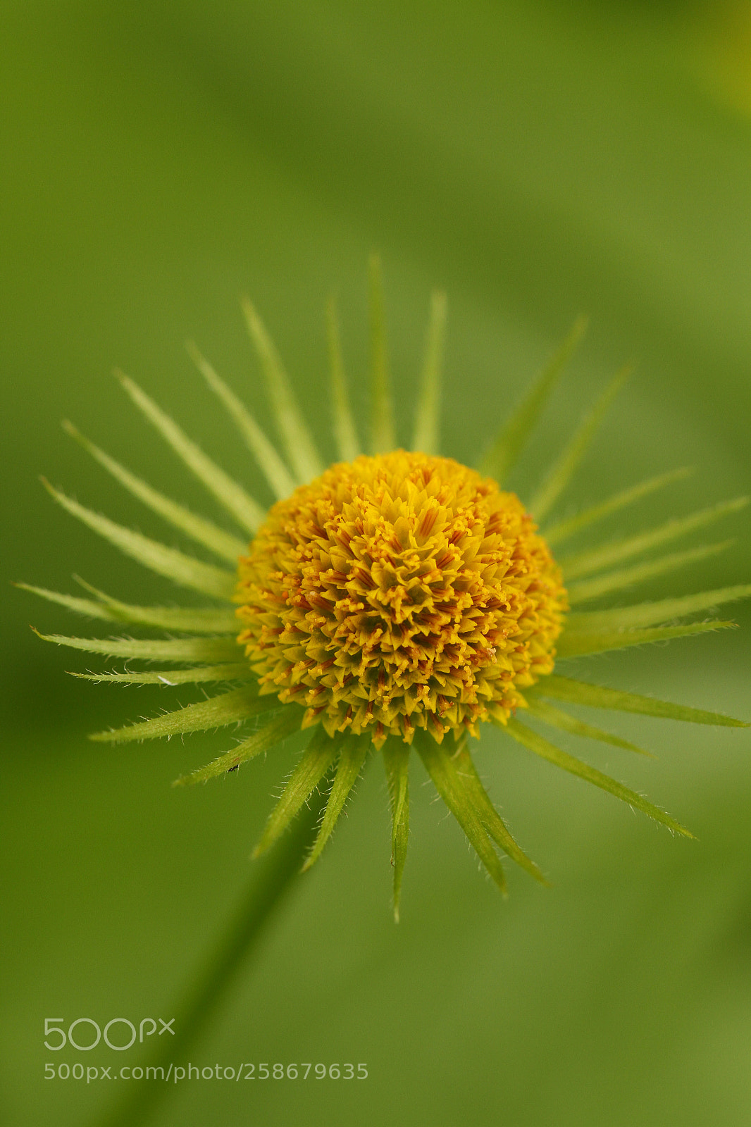 Canon EOS 7D sample photo. Lost its pedals photography