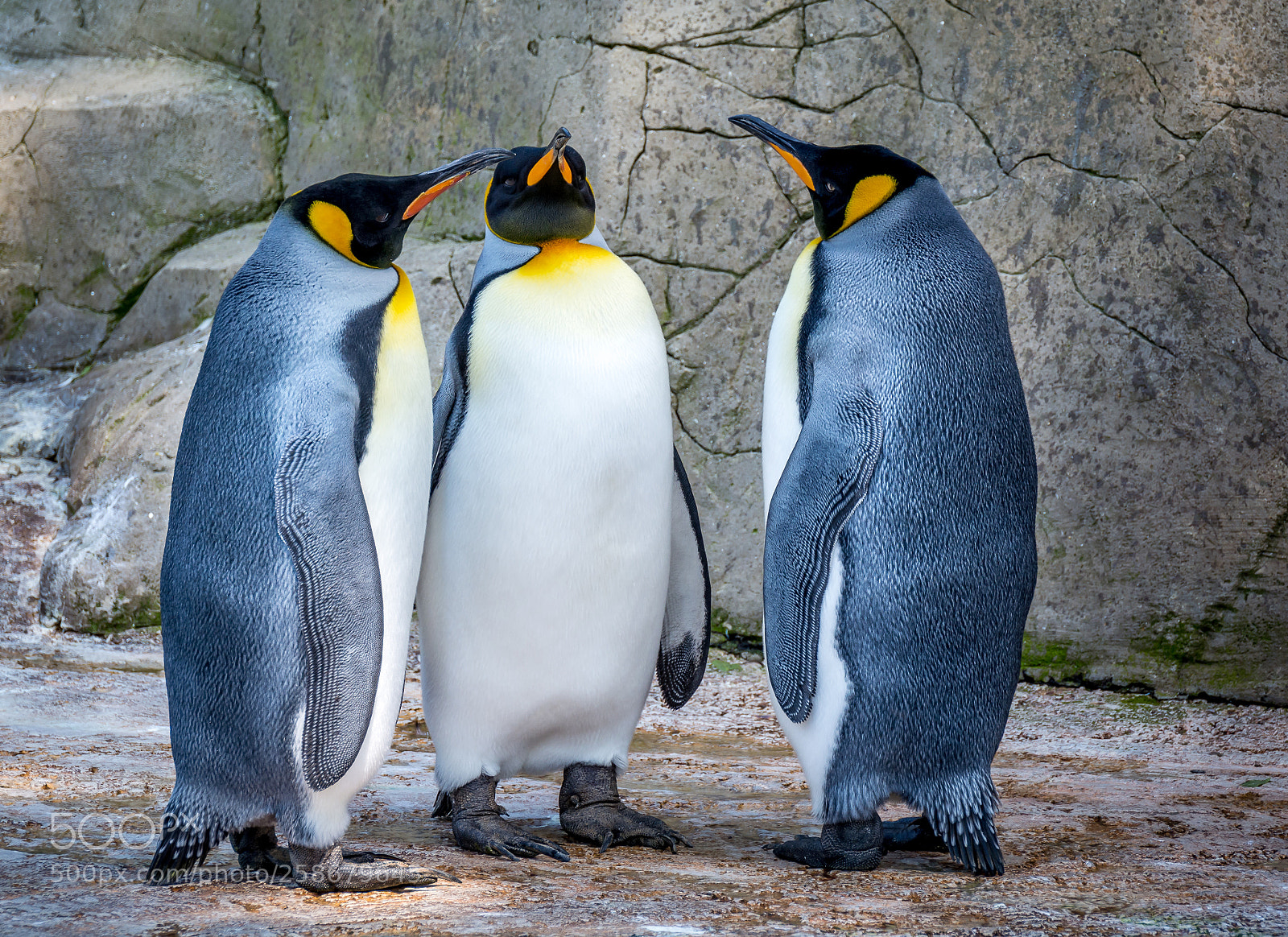 Nikon D5200 sample photo. Three penguins photography