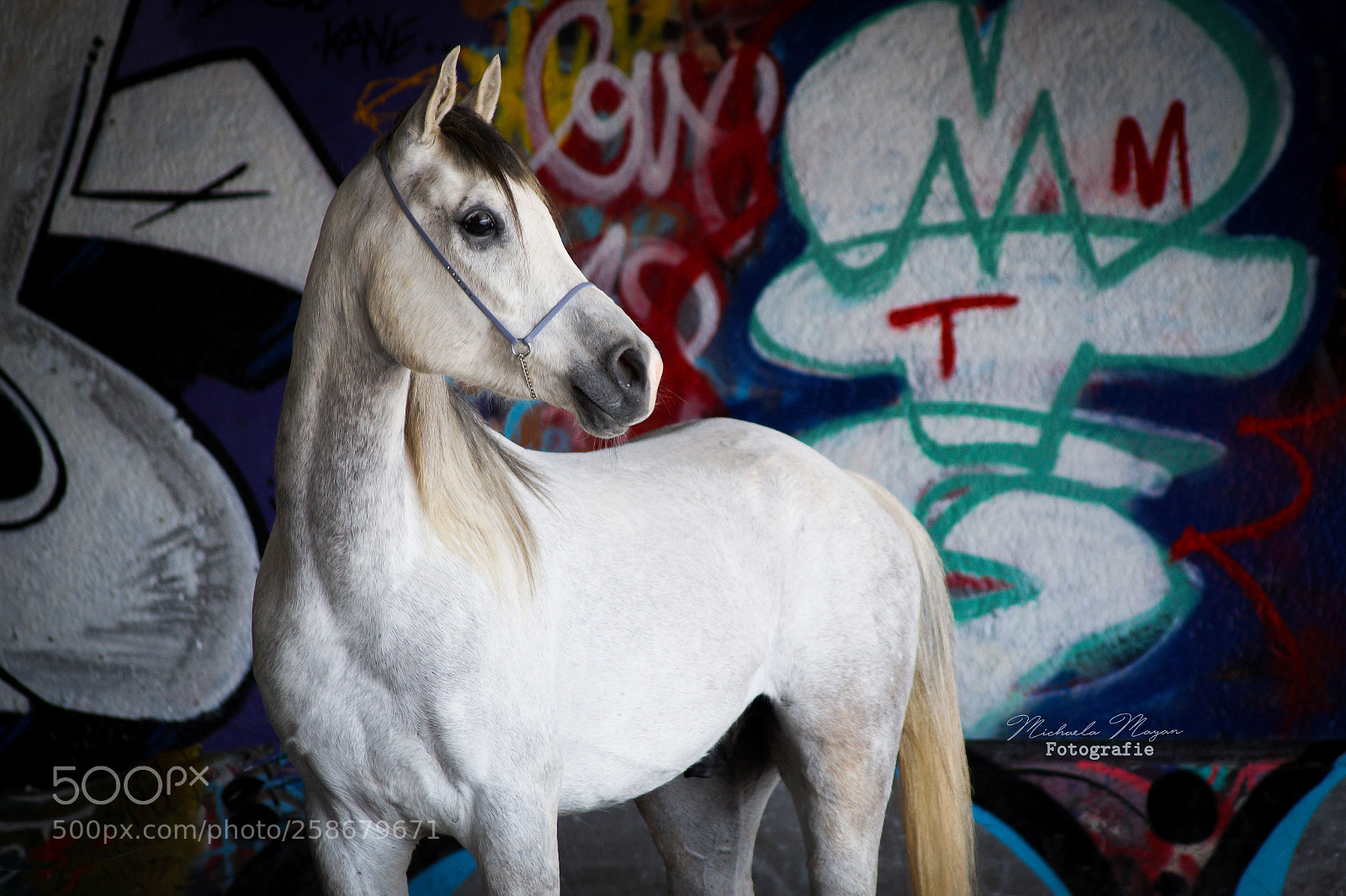 Sony SLT-A58 sample photo. Mansour photography