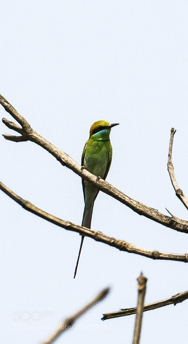Sony a7R II sample photo. Chestnut head bee-eater photography