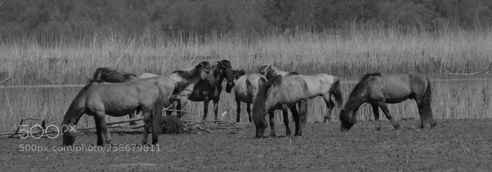 Canon EOS 80D sample photo. Horses b/w photography