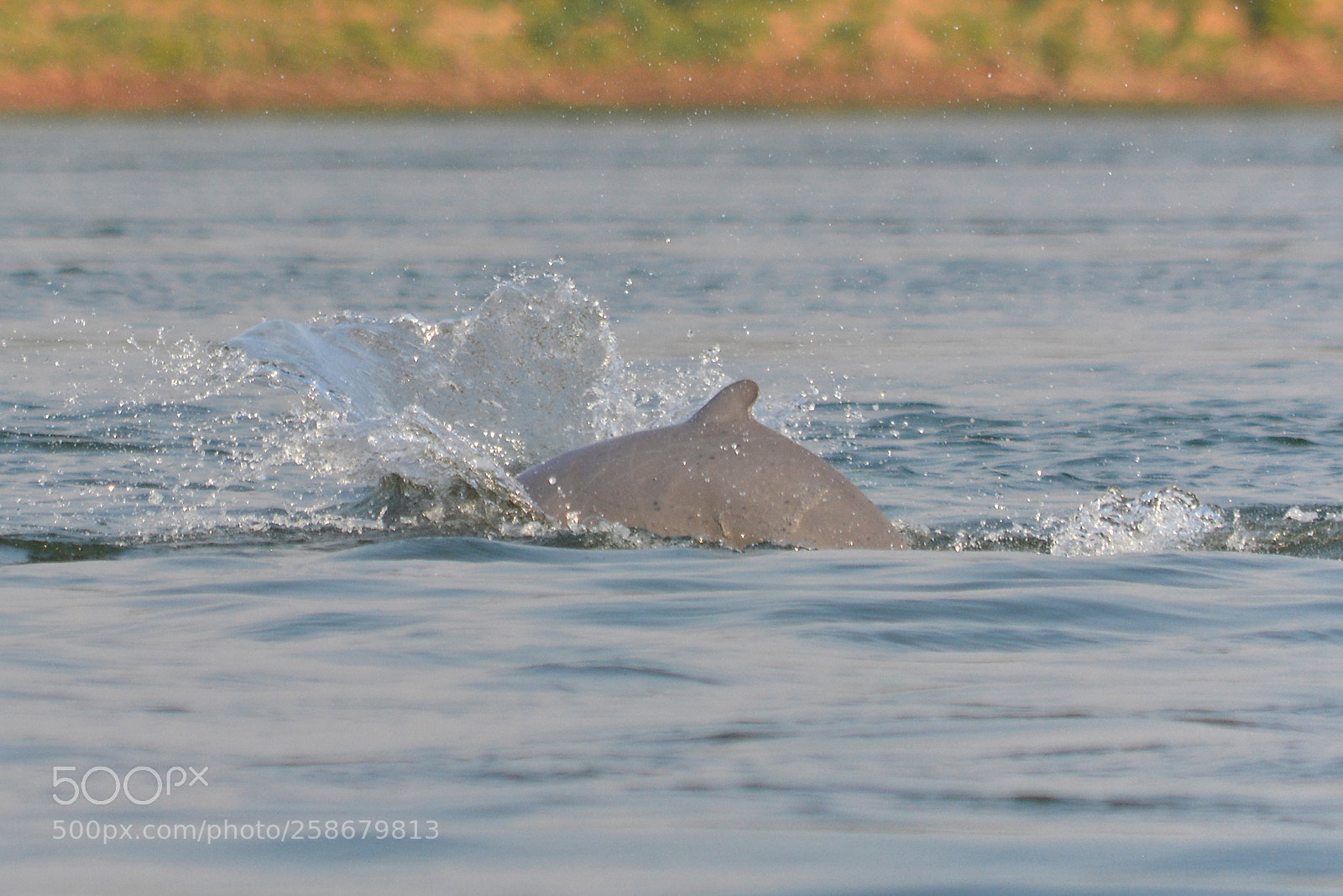 Nikon D5200 sample photo. Irriwaddy dolphins photography