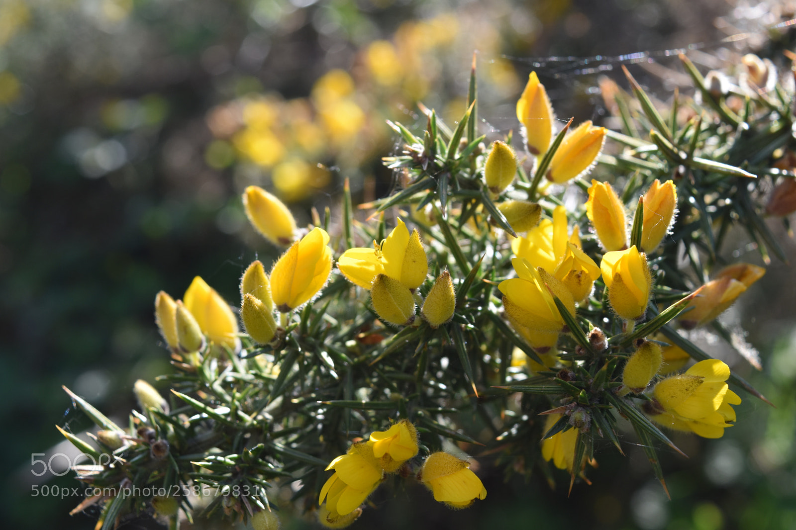 Nikon D5500 sample photo. Walking on the hills photography
