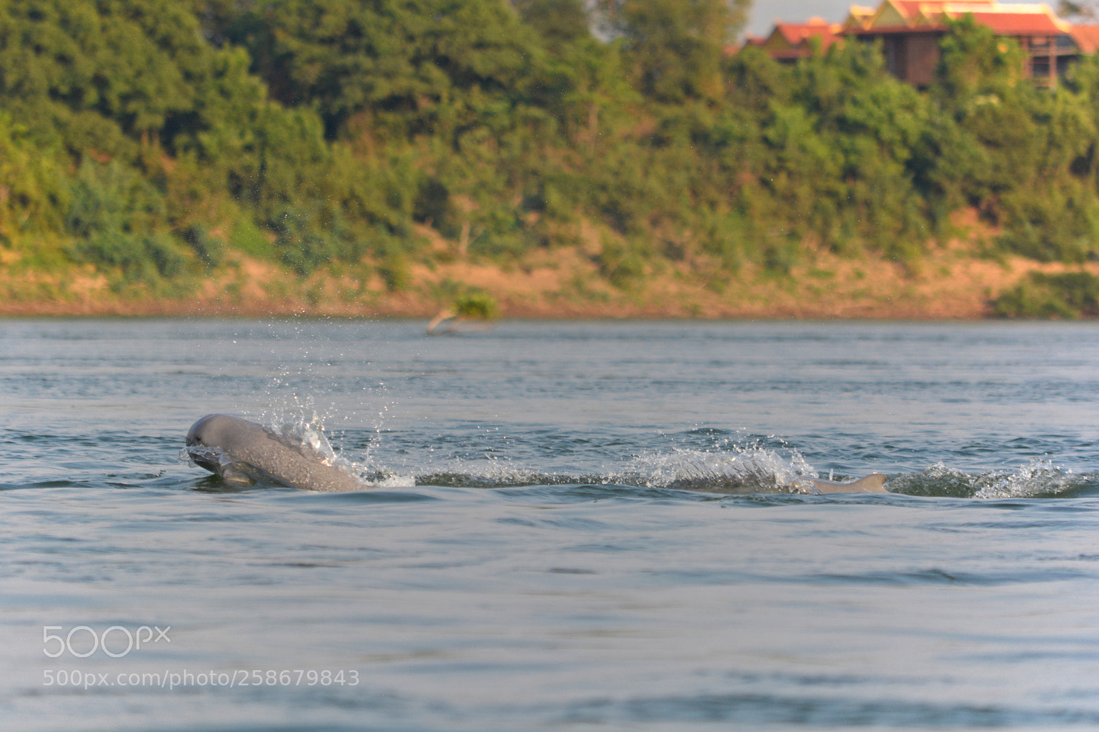 Nikon D5200 sample photo. Irriwaddy dolphins photography