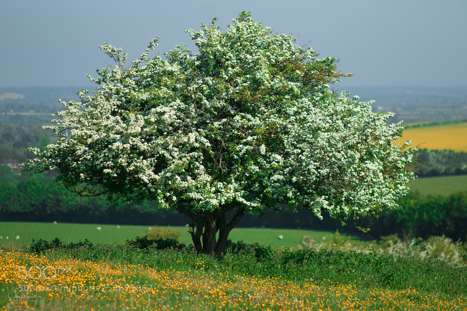 Canon EOS 7D Mark II sample photo. Tree on pitstone hill photography