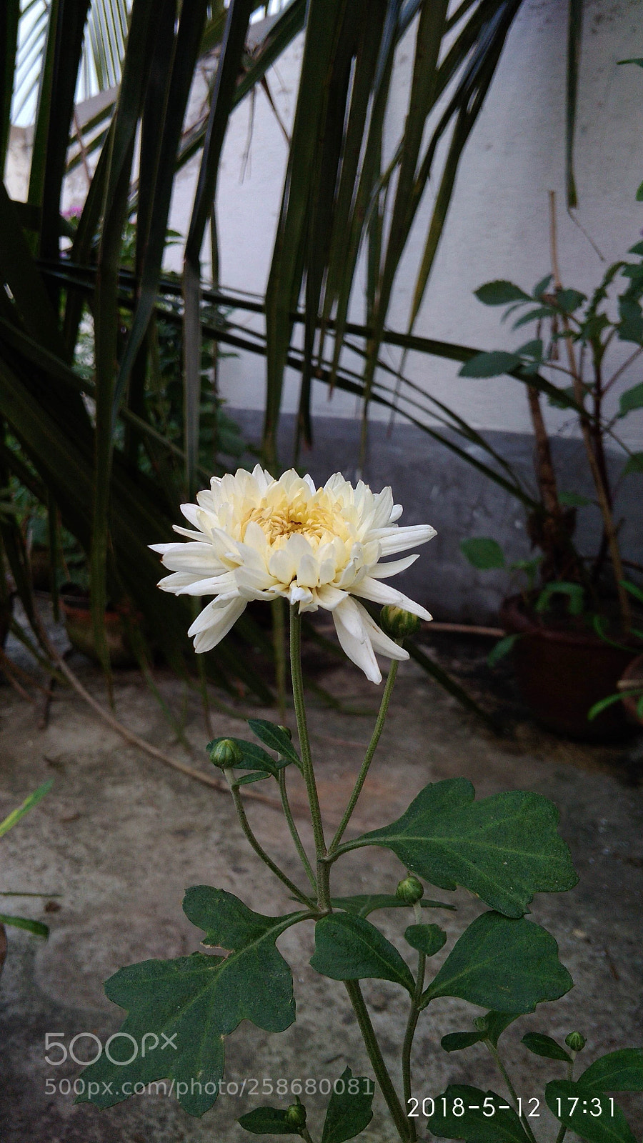 Xiaomi Redmi 4A sample photo. Burst photography