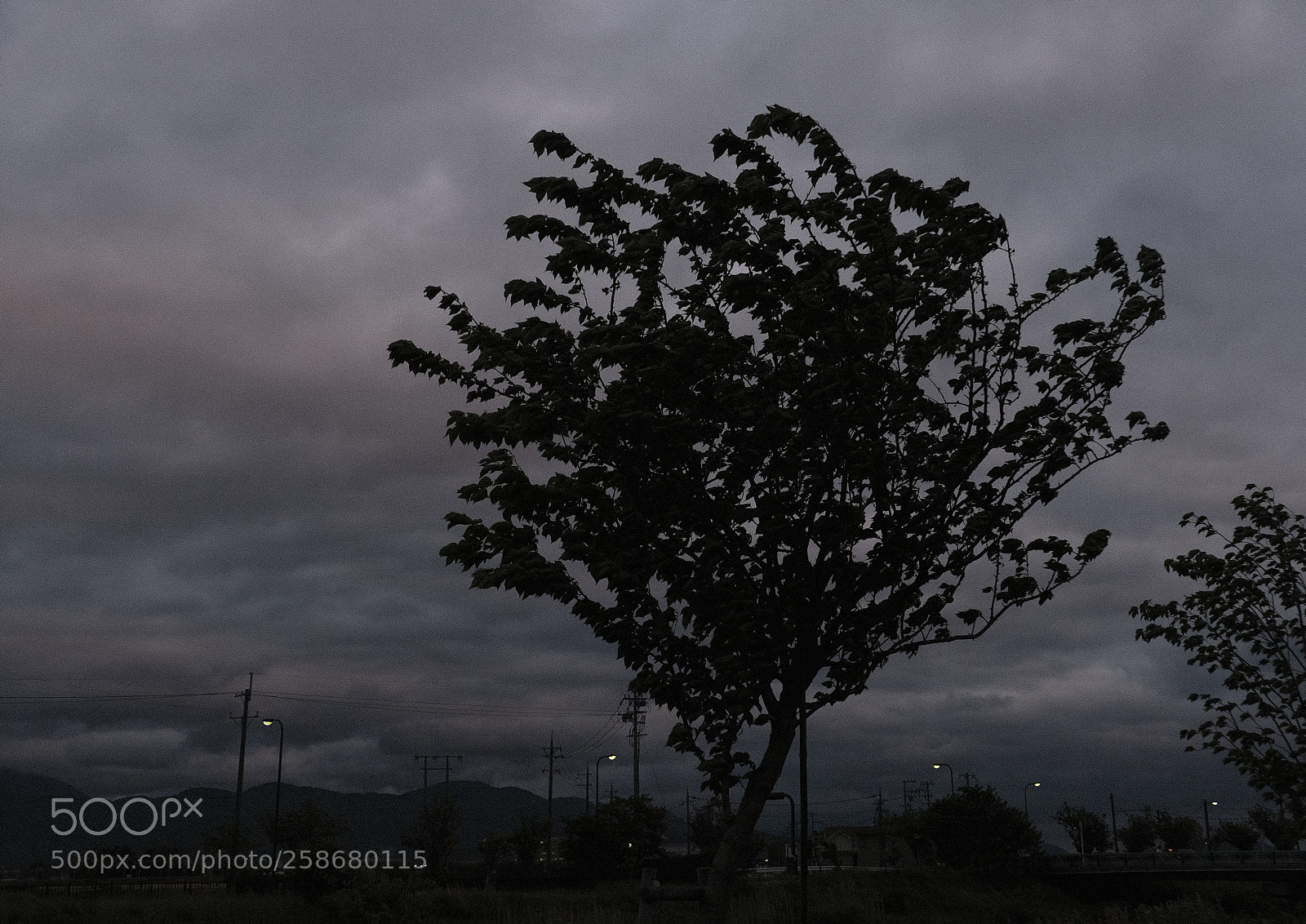 Fujifilm X-Pro2 sample photo. Sky and trees 4 photography