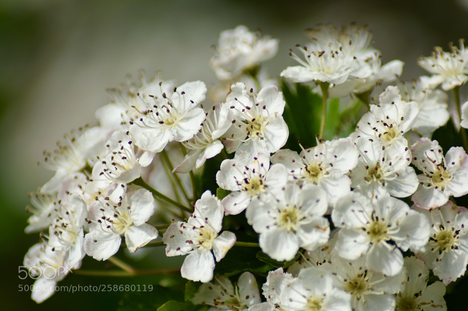 Nikon D3300 sample photo. May blossom  photography