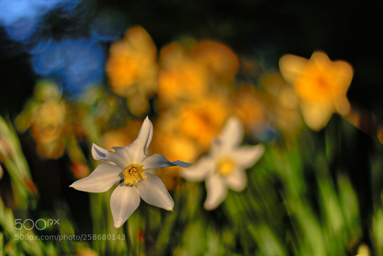 Canon EOS 70D + Canon EF 50mm F1.8 STM sample photo. Dafodils photography