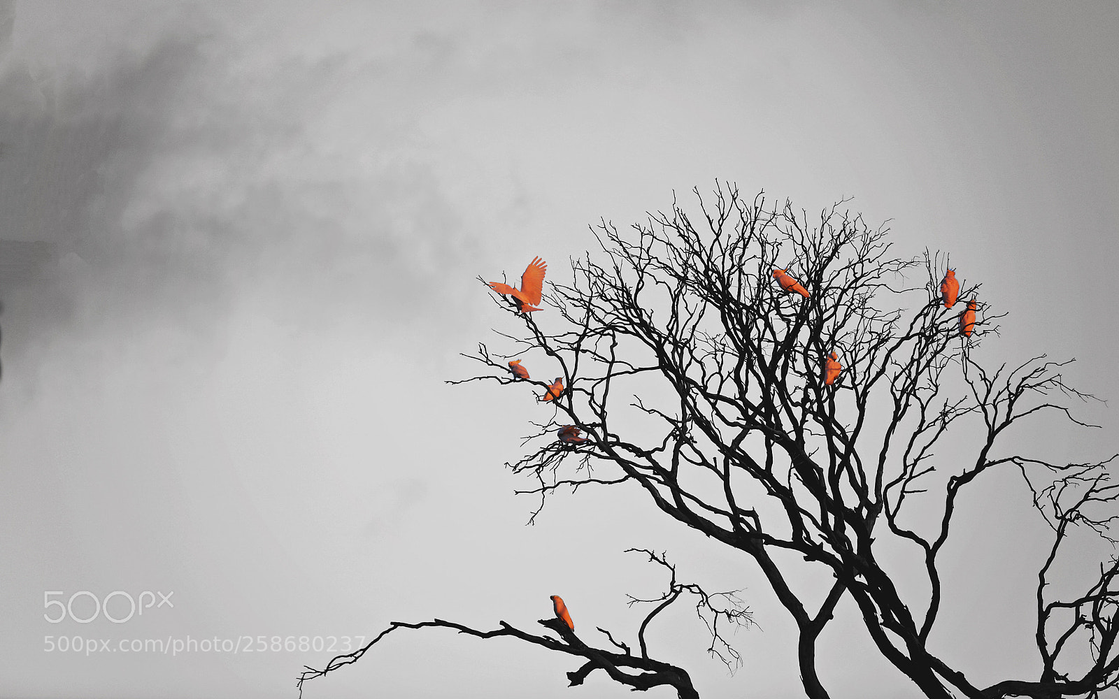Canon EOS 5DS R sample photo. Freedom photography