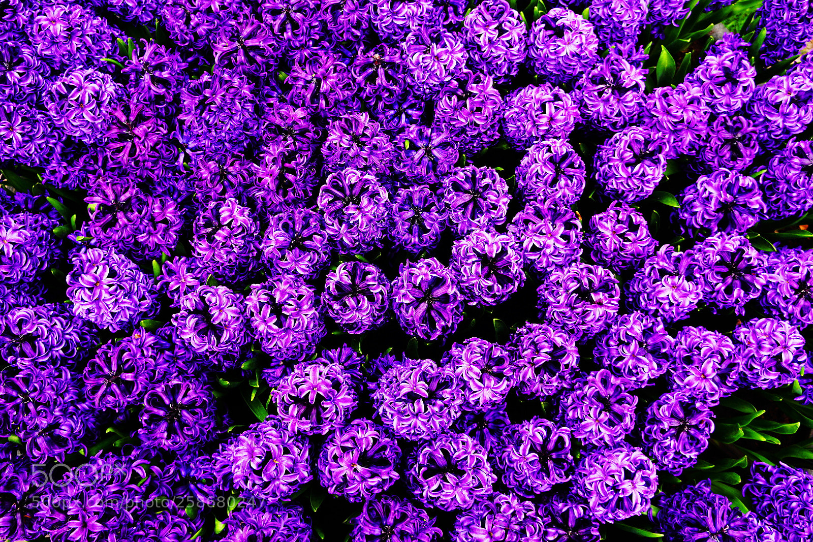 Sony a6000 sample photo. Purple haze photography