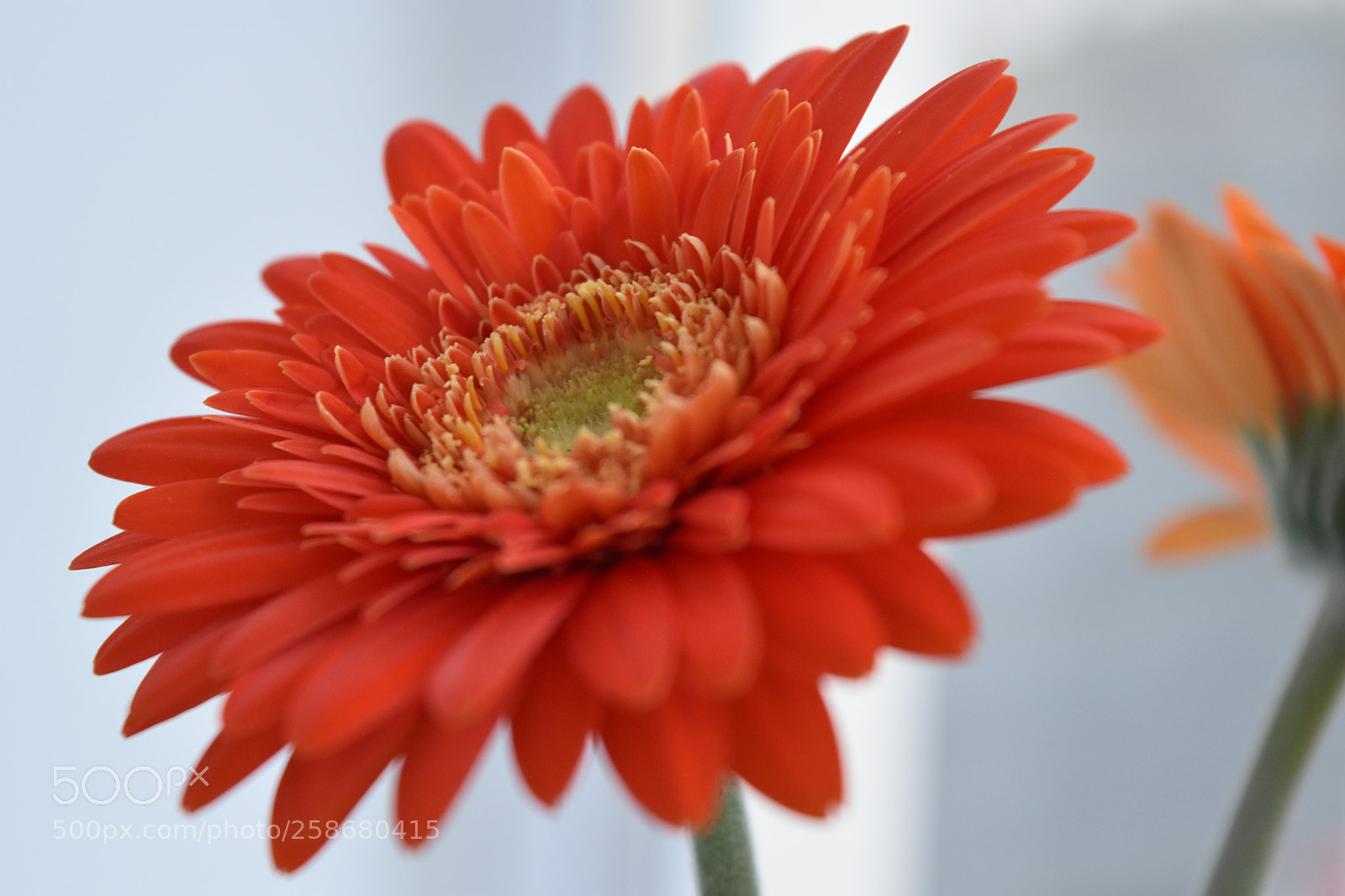 Nikon D5500 sample photo. My new flower photography