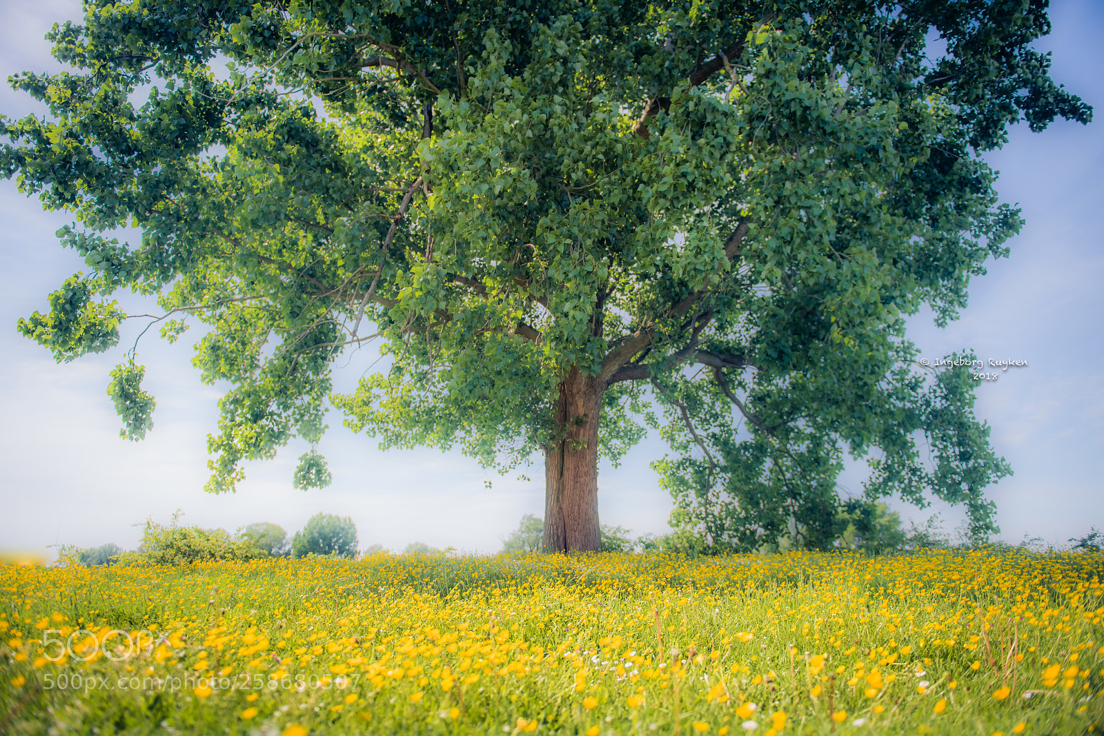Nikon D800 sample photo. Tree of opulence photography
