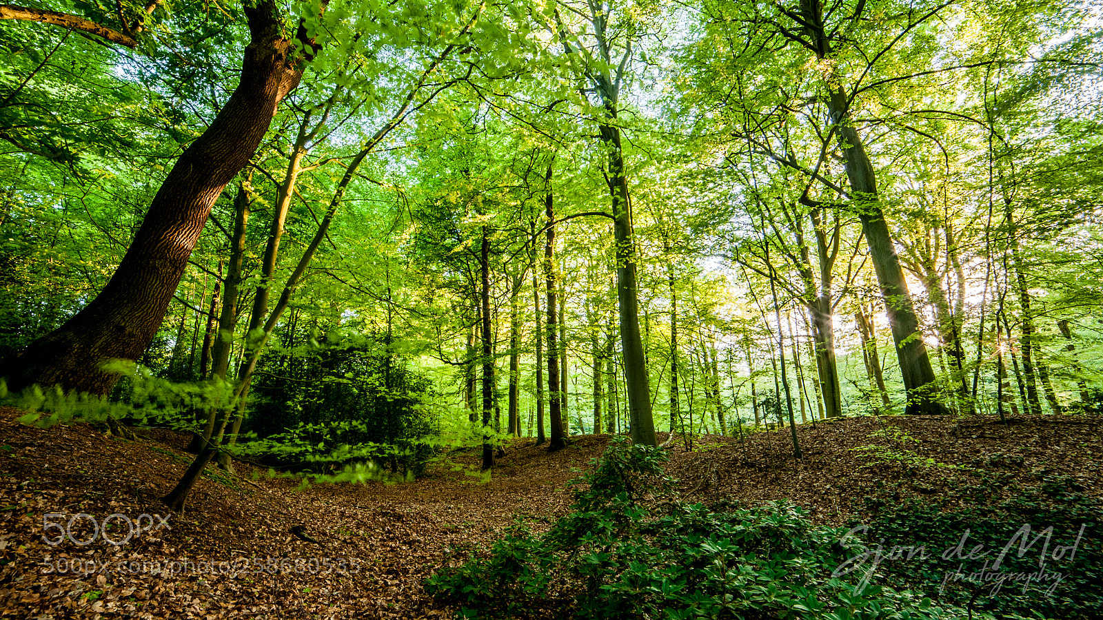 Nikon D700 sample photo. Shinny forest photography
