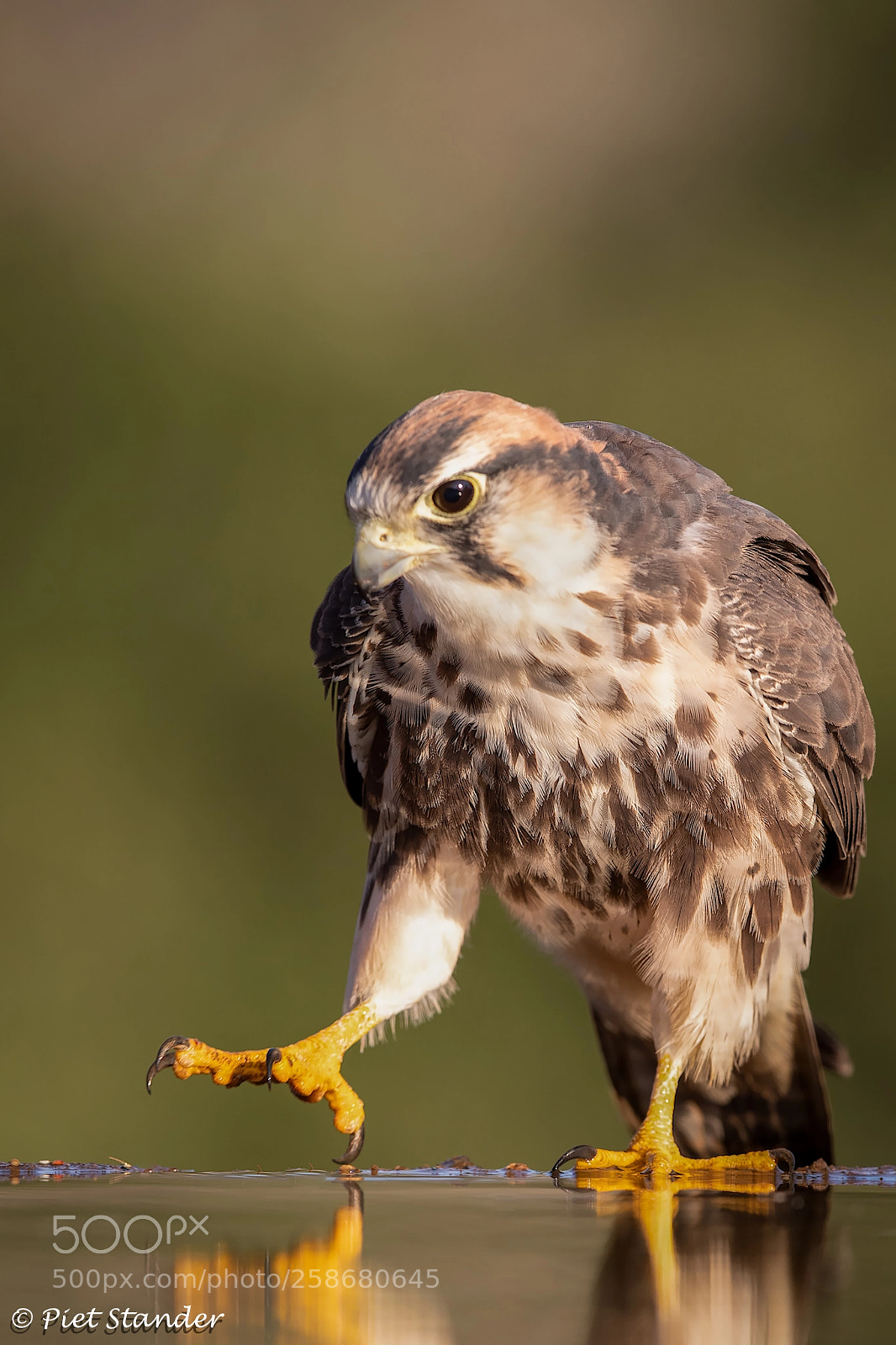 Canon EOS-1D X Mark II sample photo. Lanner falcon photography