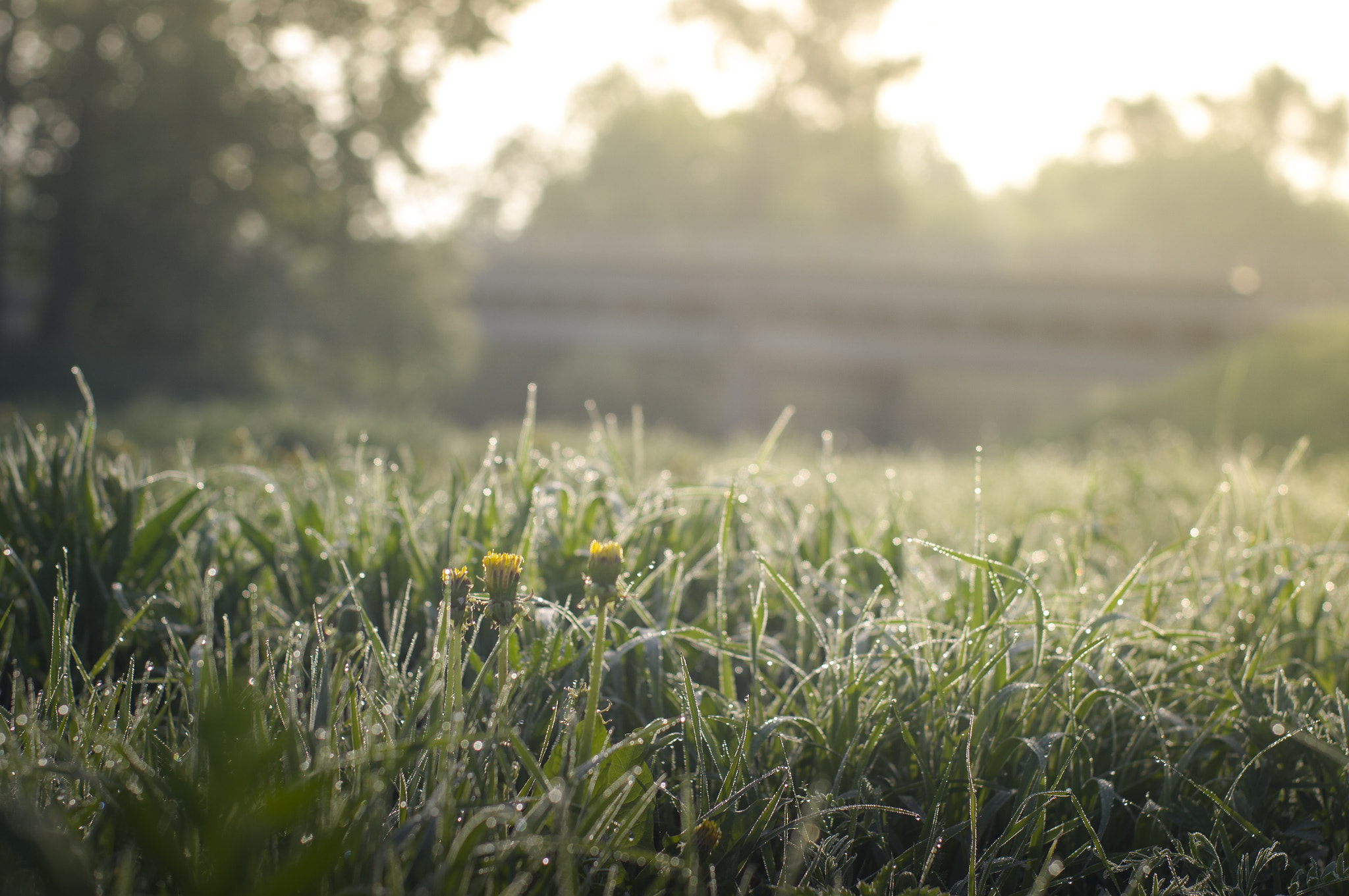 Pentax K20D sample photo. Morning dew photography