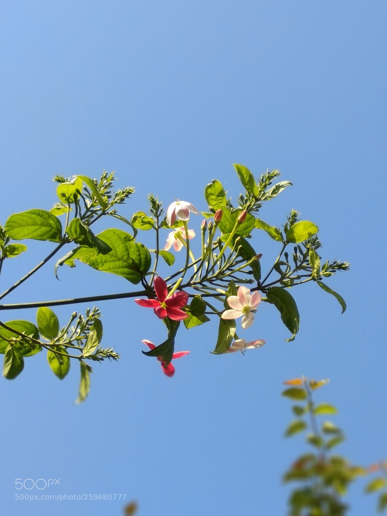 Xiaomi Mi A1 sample photo. Beautiful  flower photography