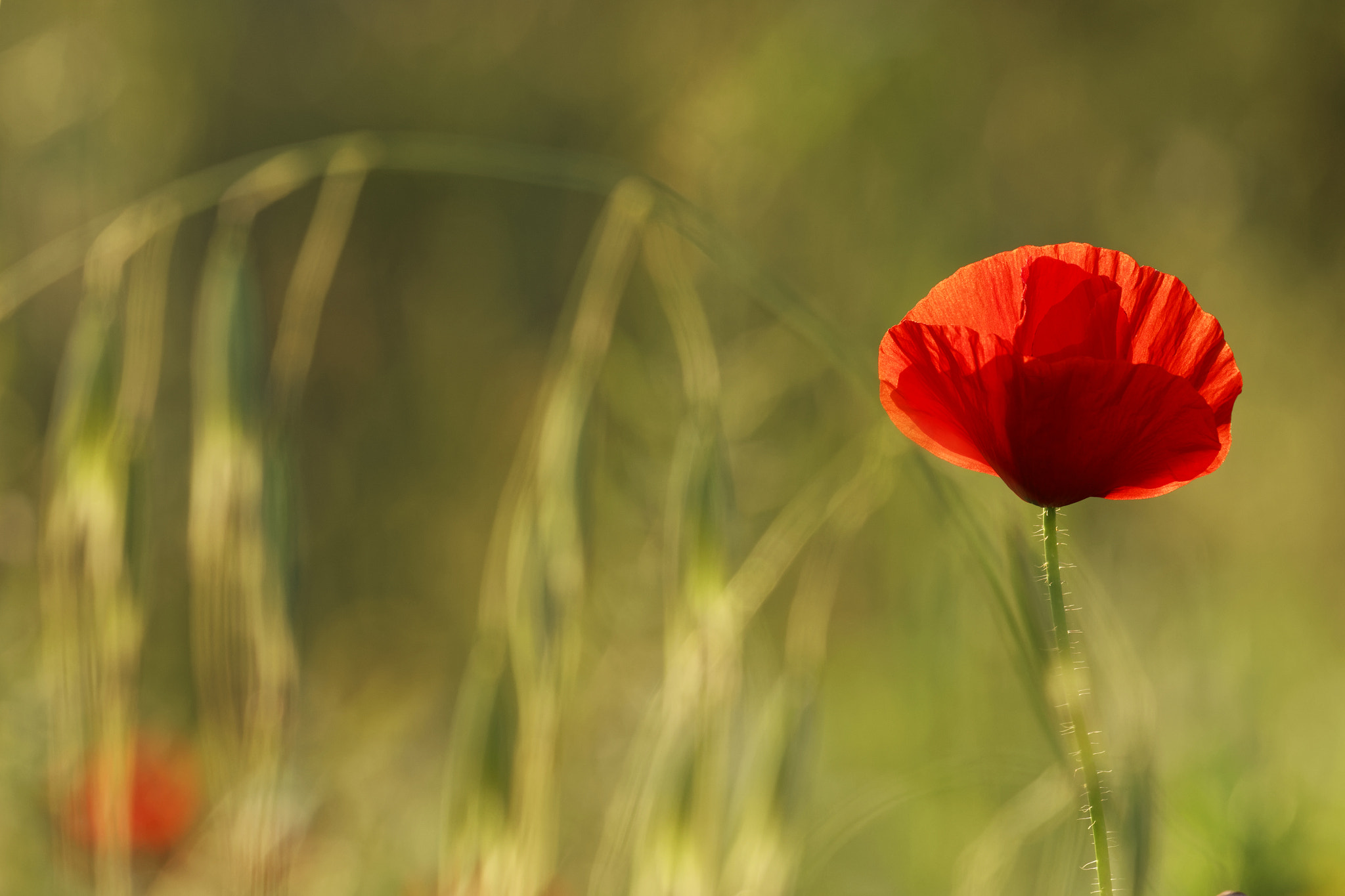 Canon EF 70-200mm F4L IS USM sample photo. Lonely poppy photography