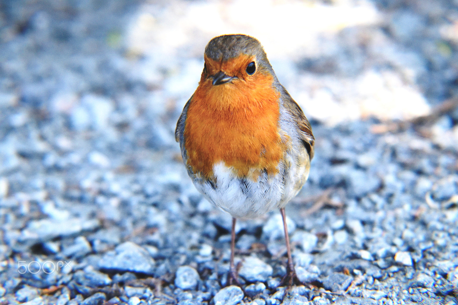 Nikon D5300 sample photo. Robin 9 photography