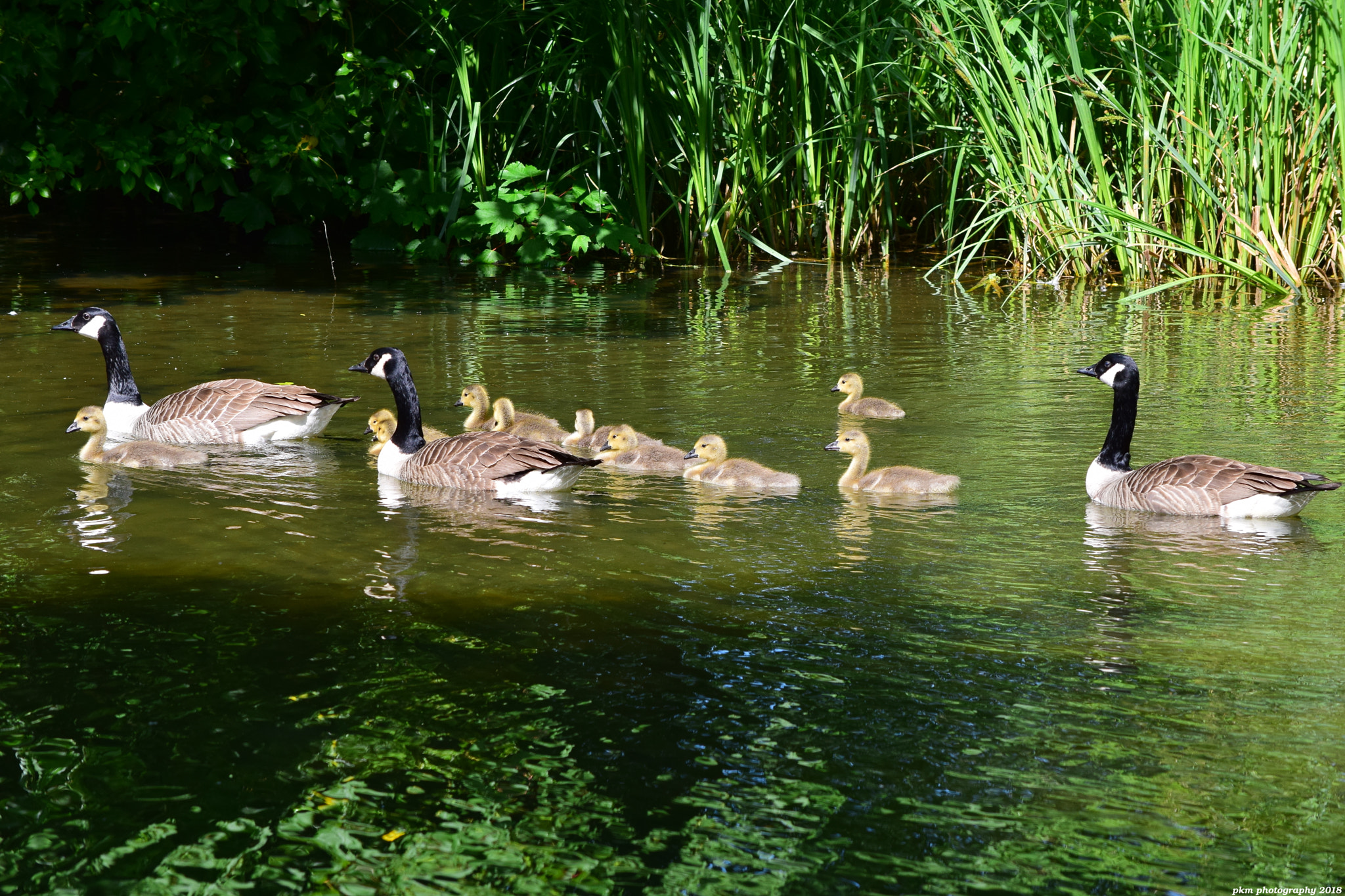 Nikon D3300 sample photo. Canadian geese family photography