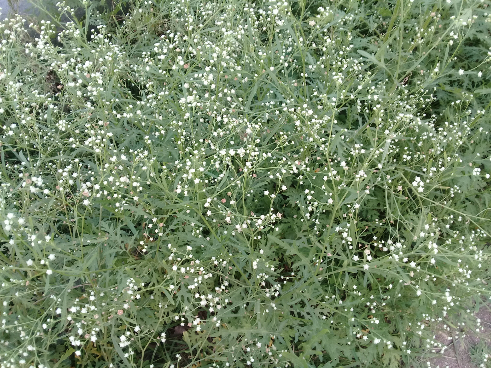 Samsung Galaxy J2 Prime sample photo