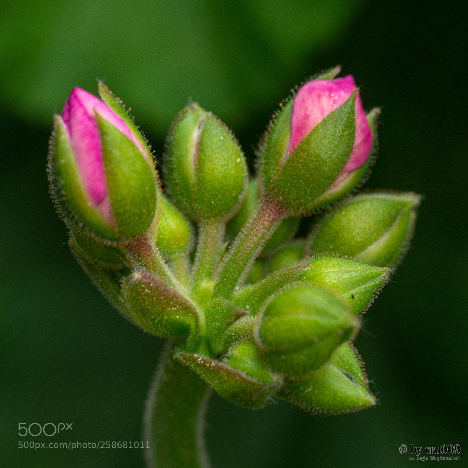 Nikon D610 sample photo. Geranium photography