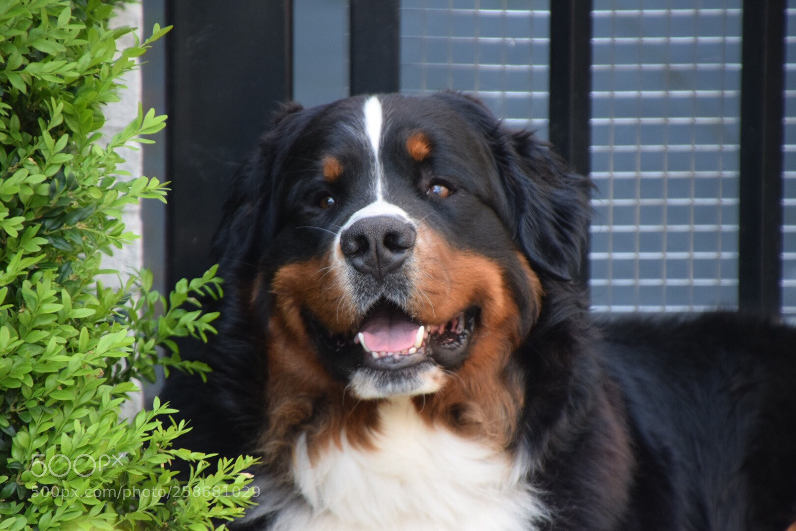 Nikon D5300 sample photo. Max the bernese mountain photography