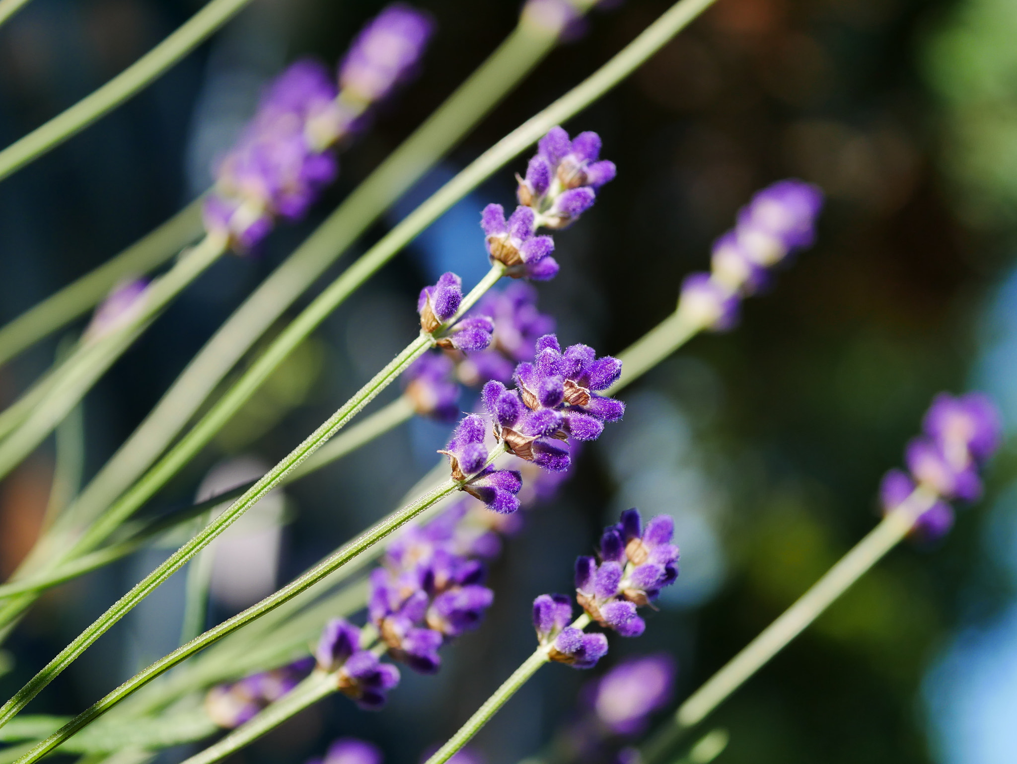 Panasonic Lumix DC-GX850 (Lumix DC-GX800 / Lumix DC-GF9) sample photo. Lavender photography