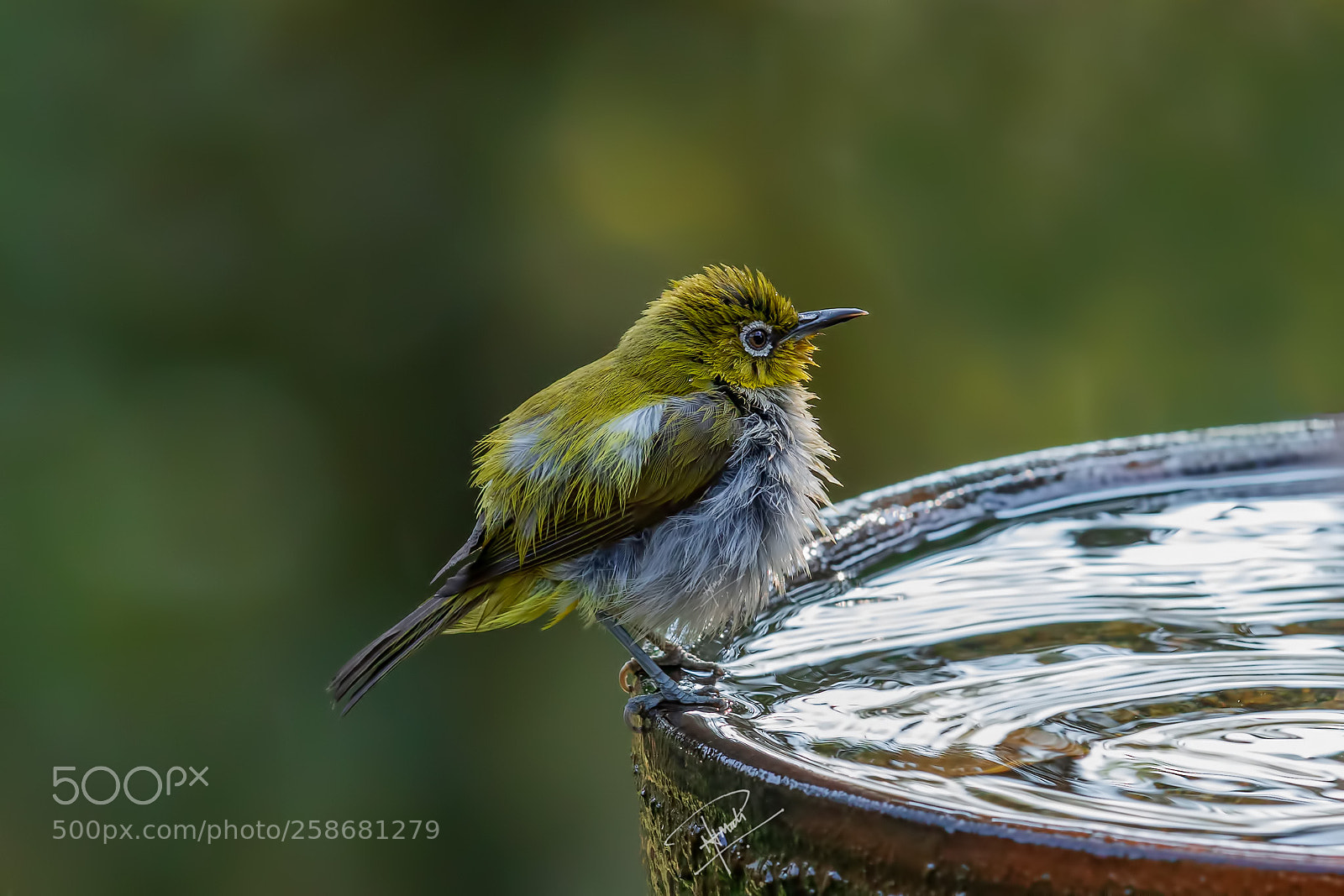 Canon EOS 5D Mark IV sample photo. Orientalwhiteeye photography