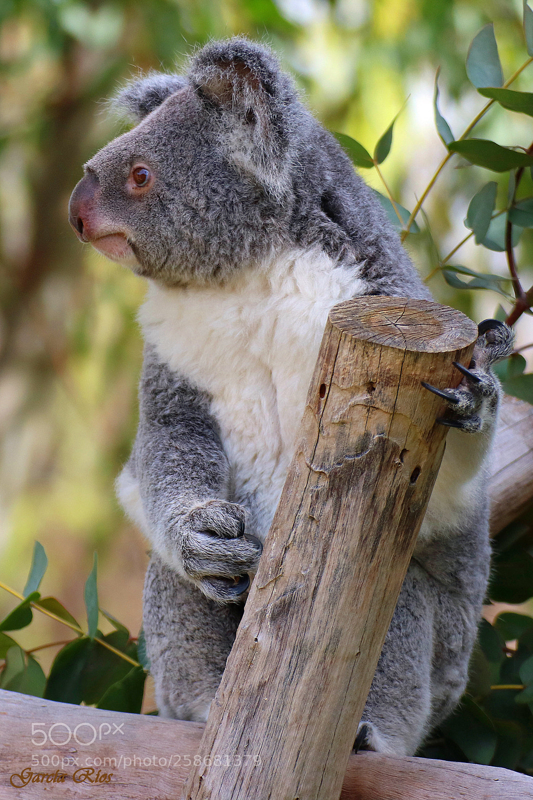 Canon EOS 750D (EOS Rebel T6i / EOS Kiss X8i) sample photo. Koala.  photography