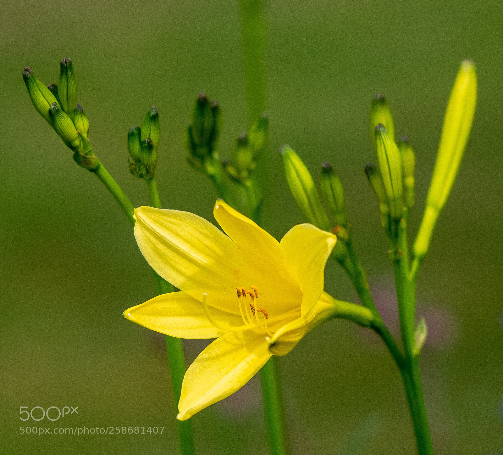 Olympus OM-D E-M1 sample photo. Lilien  photography
