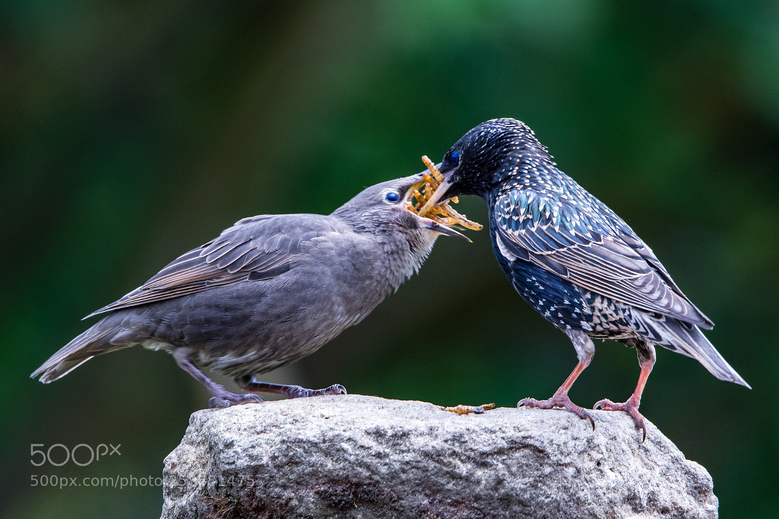 Nikon D850 sample photo. Feeding the young photography