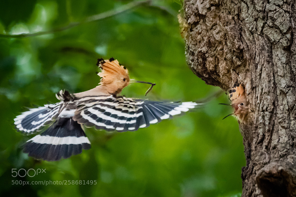 Nikon D810 sample photo. Hoopoe (indian chief) photography