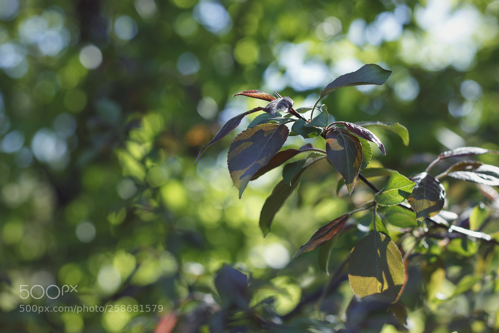Canon EOS 700D (EOS Rebel T5i / EOS Kiss X7i) sample photo. Rustle of leaves photography