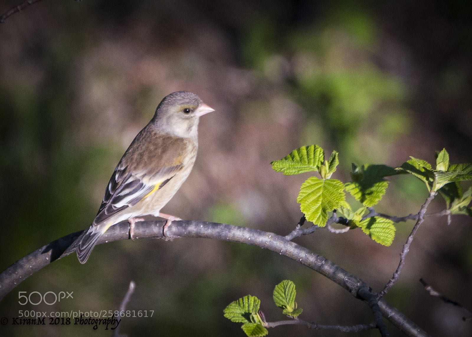 Sony a99 II sample photo. Spring evening joy photography