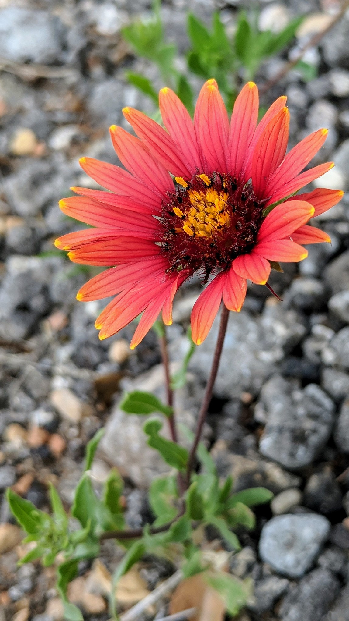 Google Pixel XL sample photo. Lone indian blanket flower photography
