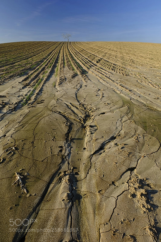 Fujifilm X-T20 sample photo. Field photography