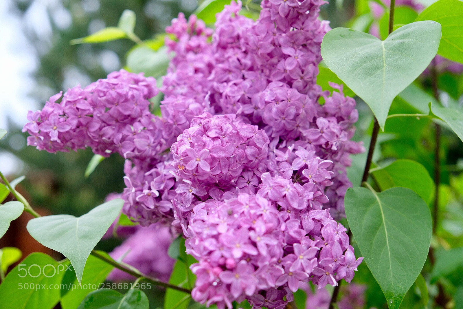Fujifilm X-T20 sample photo. Untitled photography
