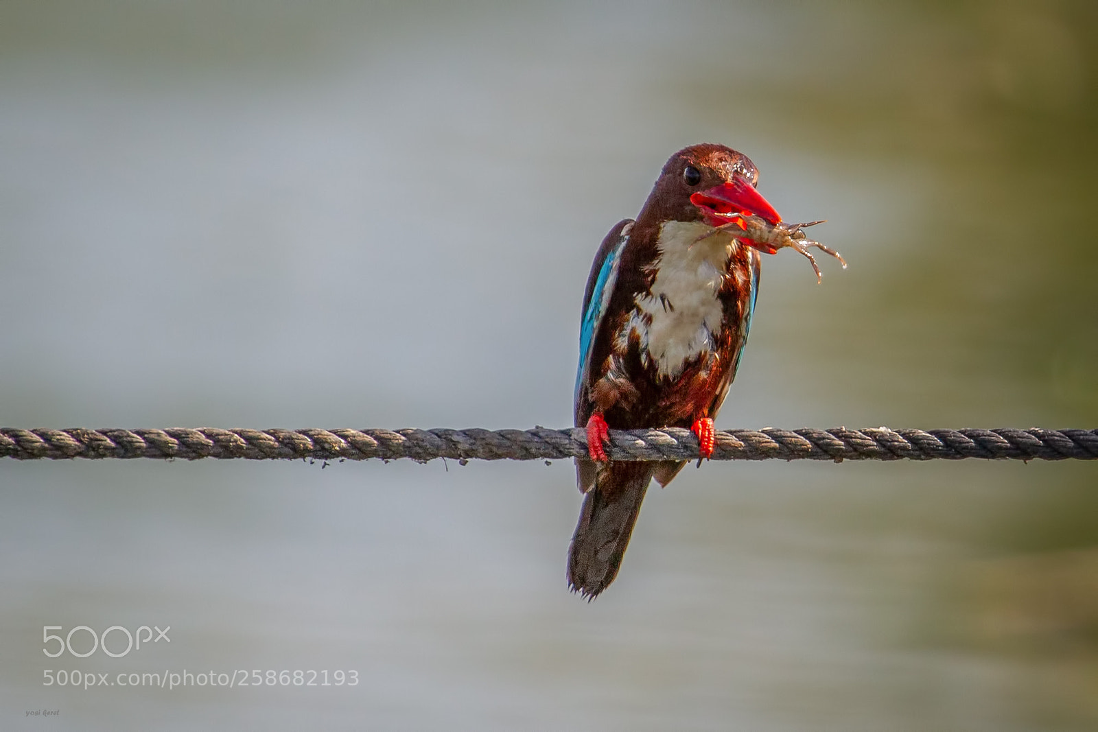 Canon EOS 7D sample photo. White-throated kingfisher photography