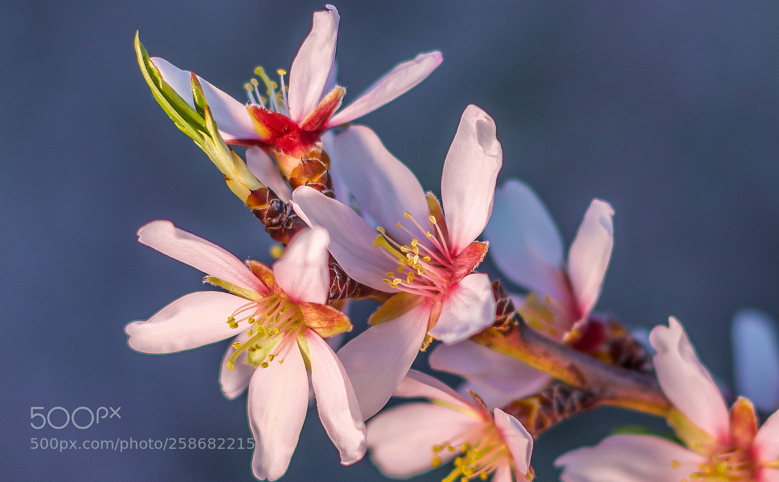 Canon EOS 7D Mark II sample photo. Flowering photography