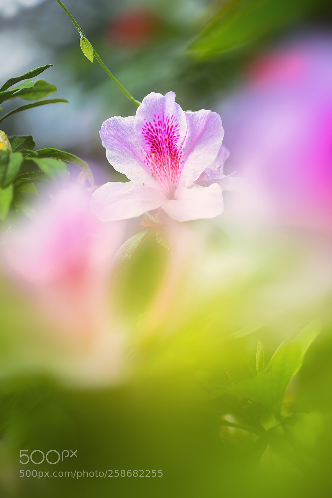 Canon EOS 6D sample photo. Azalea xi photography
