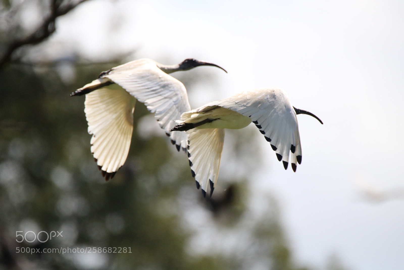 Canon EOS 750D (EOS Rebel T6i / EOS Kiss X8i) sample photo. 2 ibis photography